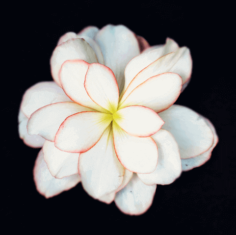 Cyfrowe kolory płatków kwiatów - poradnik Photoshop