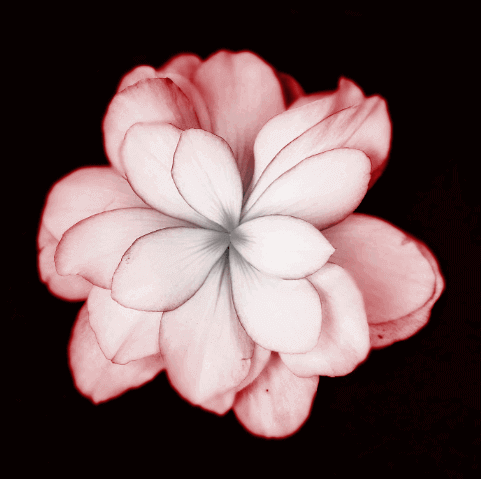 Cyfrowe kolory płatków kwiatów